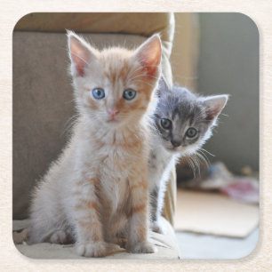 Curious Kittens Square Paper Coaster