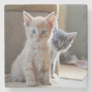 Curious Kittens Stone Coaster