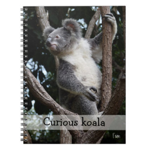 curious koala notebook