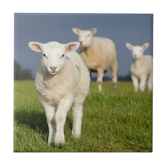 Curious Lamb Ceramic Tile (Front)