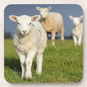 Curious Lamb Coaster