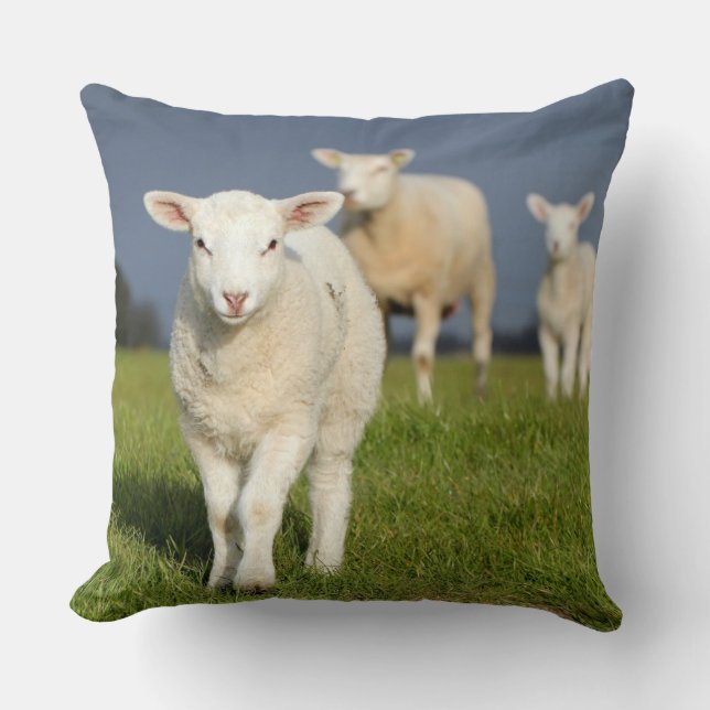 Curious Lamb Cushion (Front)