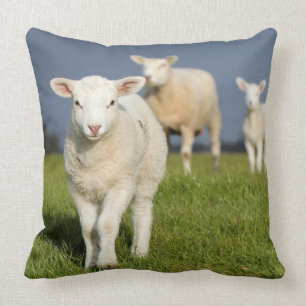Curious Lamb Cushion