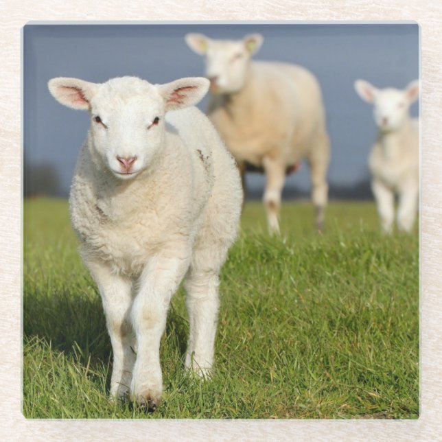 Curious Lamb Glass Coaster (Front)