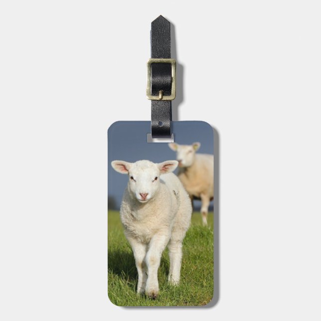 Curious Lamb Luggage Tag (Front Vertical)