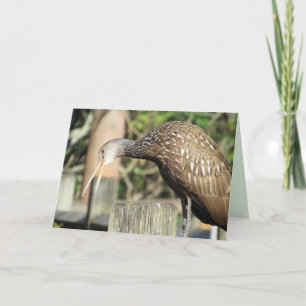 Curious Limpkin Greeting Card