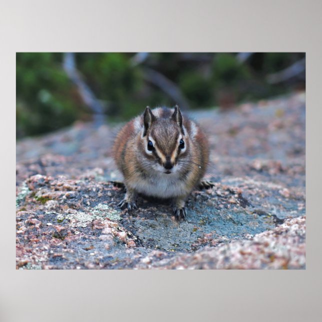 Curious Little Chipmunk Poster (Front)