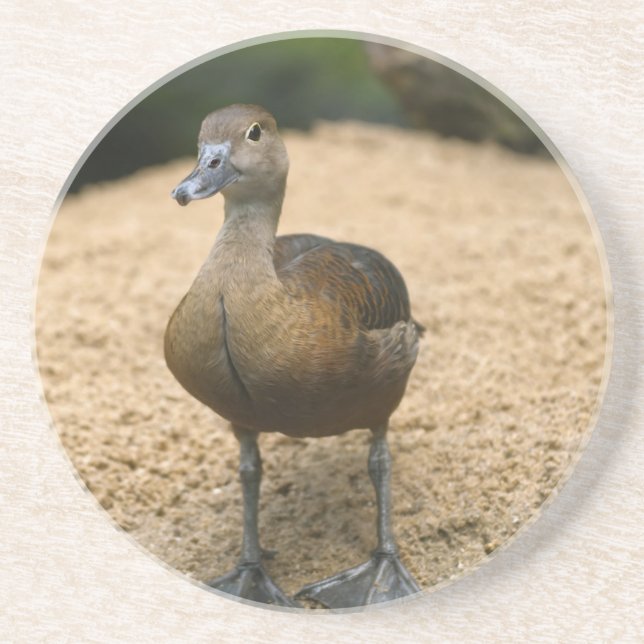 Curious little duck coaster (Front)