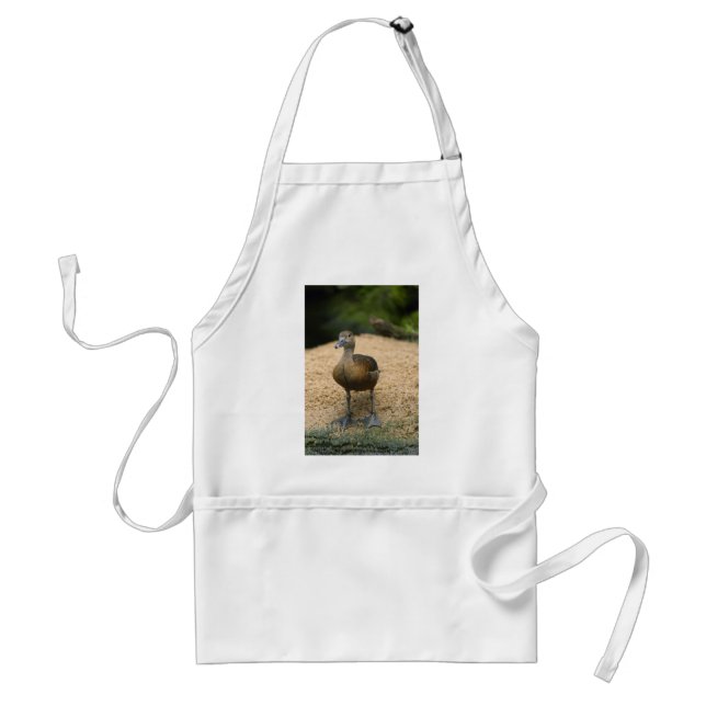 Curious little duck standard apron (Front)