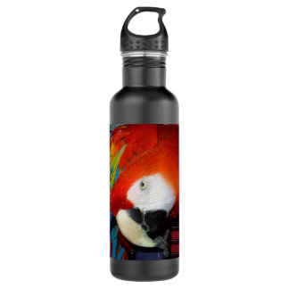 Curious Macaw 710 Ml Water Bottle