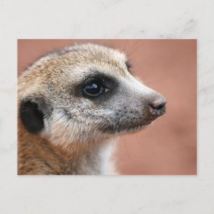 Curious Meerkat Postcard
