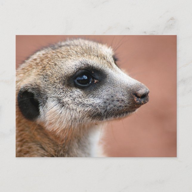 Curious Meerkat Postcard (Front)