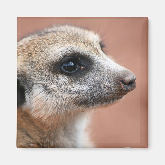 Curious Meerkat Square Magnet (Front)