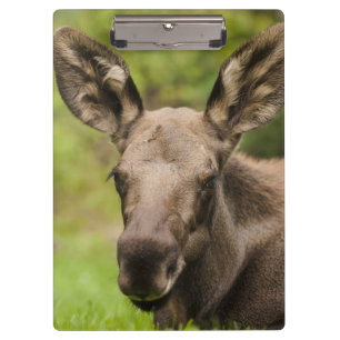 Curious Moose Clipboard