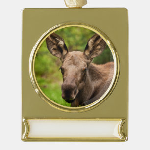 Curious Moose Gold Plated Banner Ornament