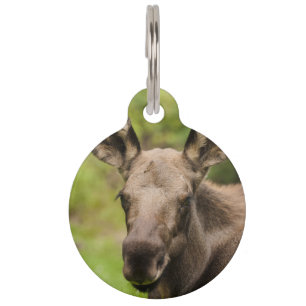 Curious Moose Pet Tag