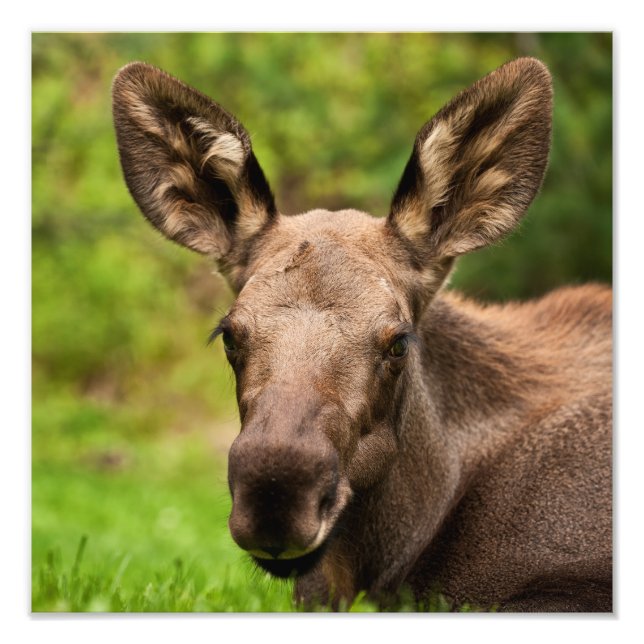 Curious Moose Photo Print (Front)
