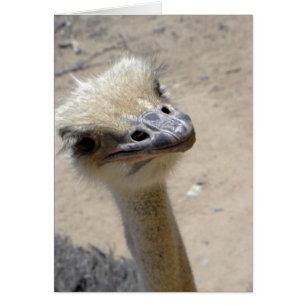 Curious ostrich card