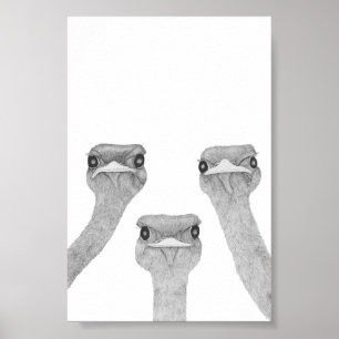 Curious Ostriches Poster