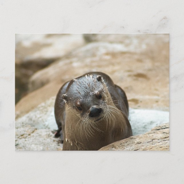 Curious Otter Postcard (Front)