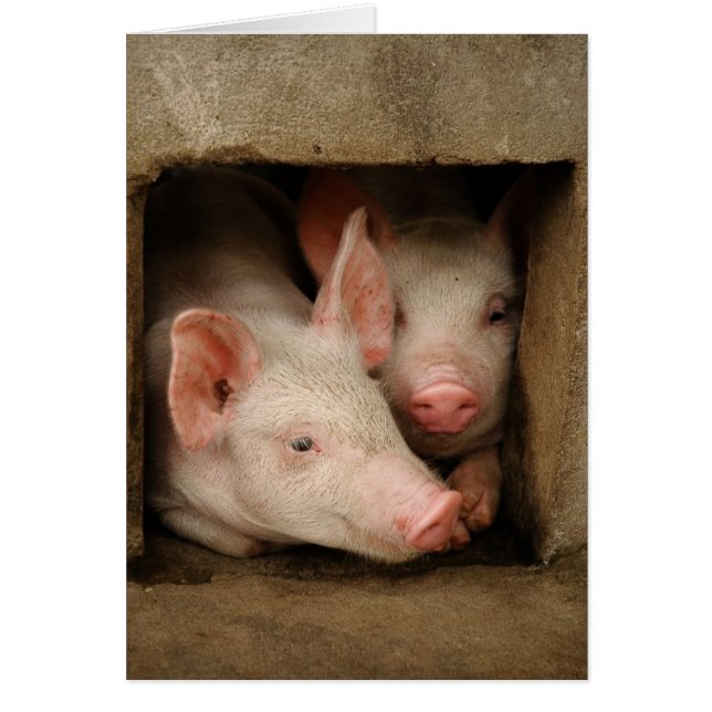 Curious Piglets (Front)