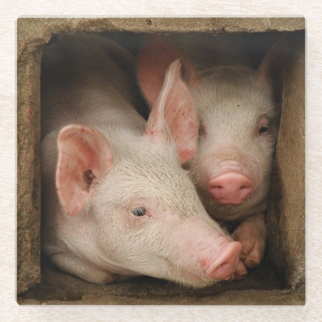Curious Piglets Glass Coaster (Front)