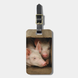 Curious Piglets Luggage Tag
