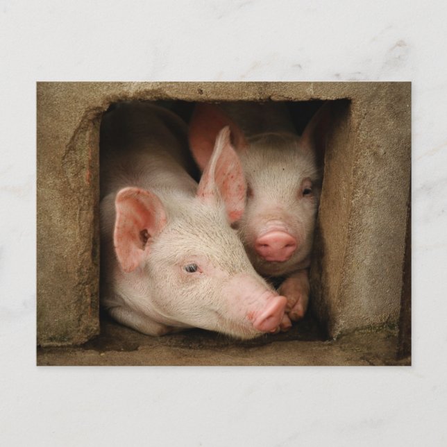 Curious Piglets Postcard (Front)