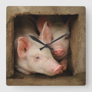 Curious Piglets Square Wall Clock