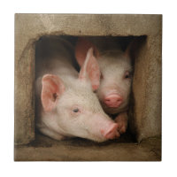 Curious Piglets
