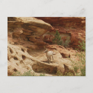 Curious.... Postcard