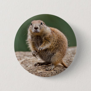 Curious Prairie Dog Badge