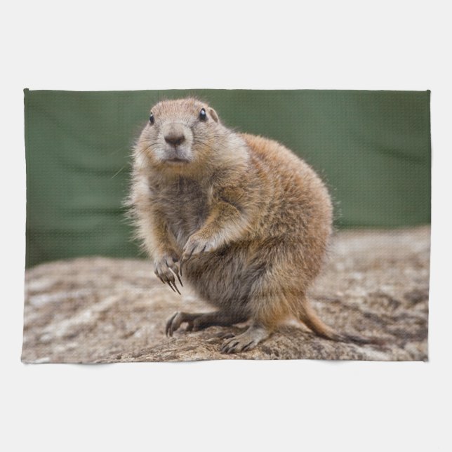Curious Prairie Dog Kitchen Towel (Horizontal)