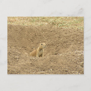 Curious Prairie Dog Postcard
