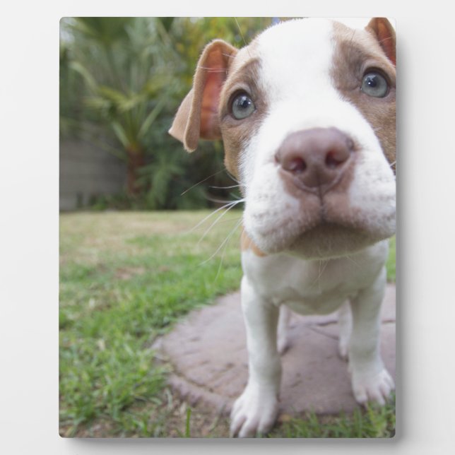 Curious Puppy Plaque (Front)