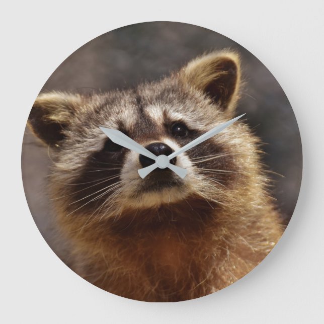 Curious Raccoon Large Clock (Front)
