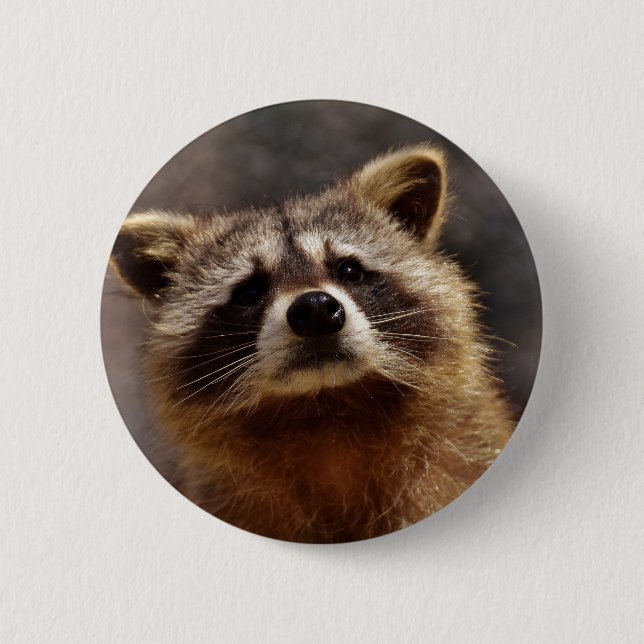 Curious Racoon 6 Cm Round Badge (Front)