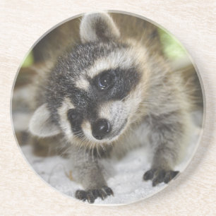 Curious Racoon Coaster