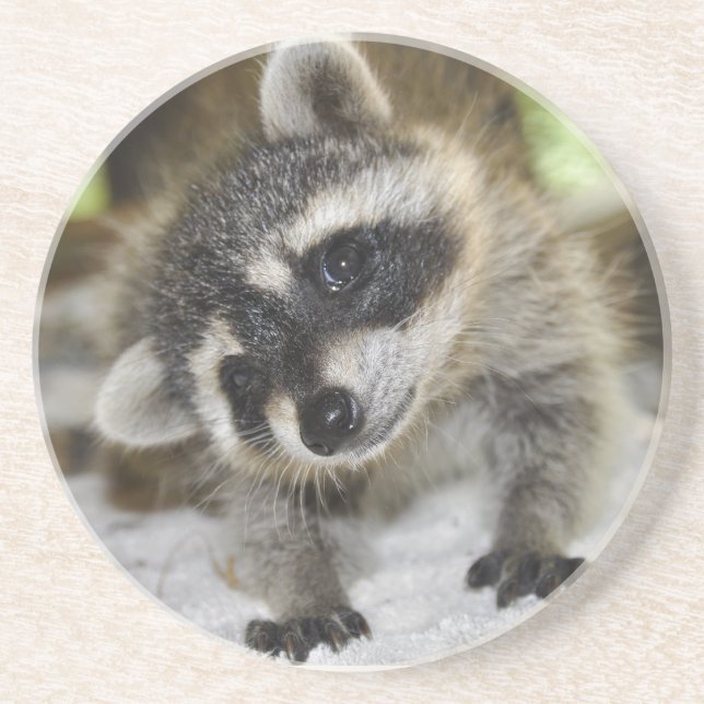 Curious Racoon Coaster (Front)