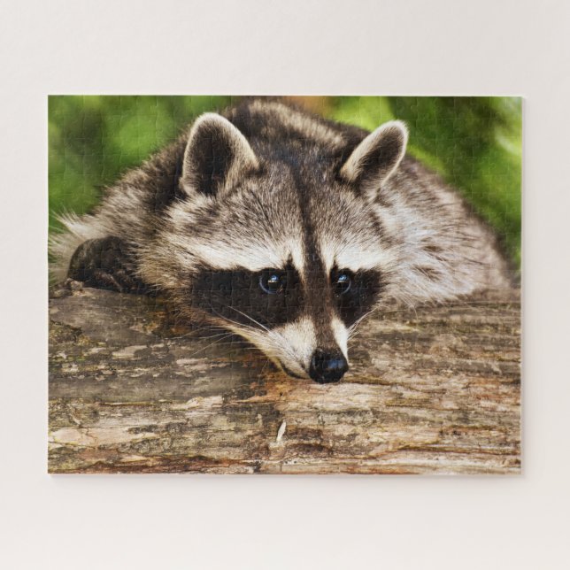 Curious Racoon, Jigsaw Puzzle (Horizontal)