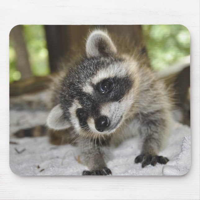 Curious Racoon - Mousepad (Front)