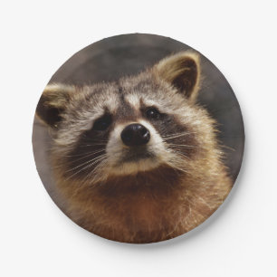 Curious Racoon Paper Plate