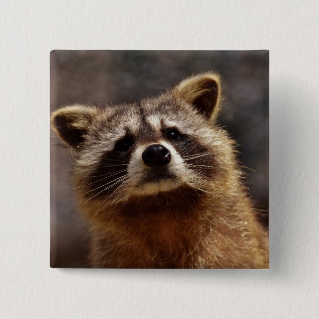 Curious Racoon Photo 15 Cm Square Badge (Front)