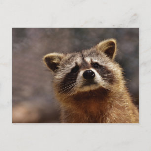 Curious Racoon Photo Postcard
