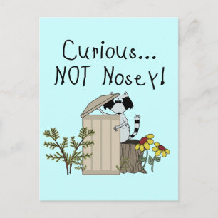 Curious Racoon Postcard