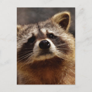 Curious Racoon Postcard