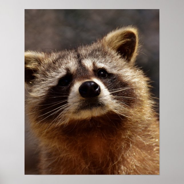 Curious Racoon Poster (Front)