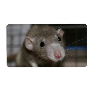 Curious Rat