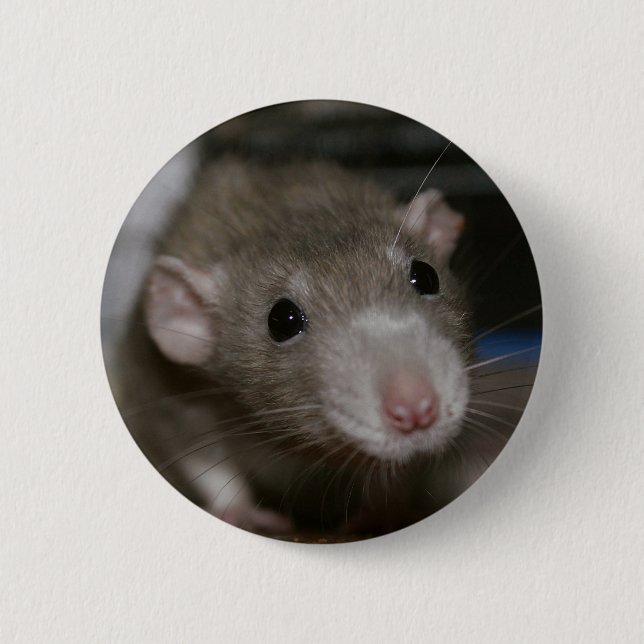 Curious Rat 6 Cm Round Badge (Front)