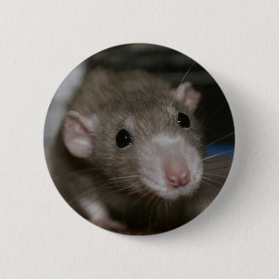 Curious Rat 6 Cm Round Badge
